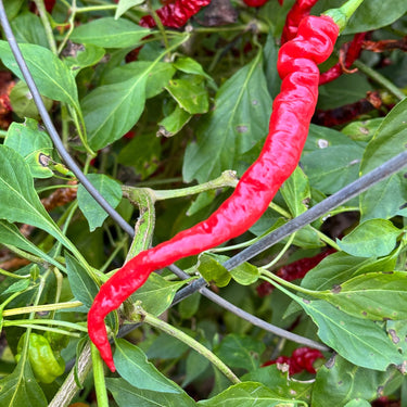 Thunder Cayenne - Seeds - The Pepper Pantry (Formerly Marie Sharp's)